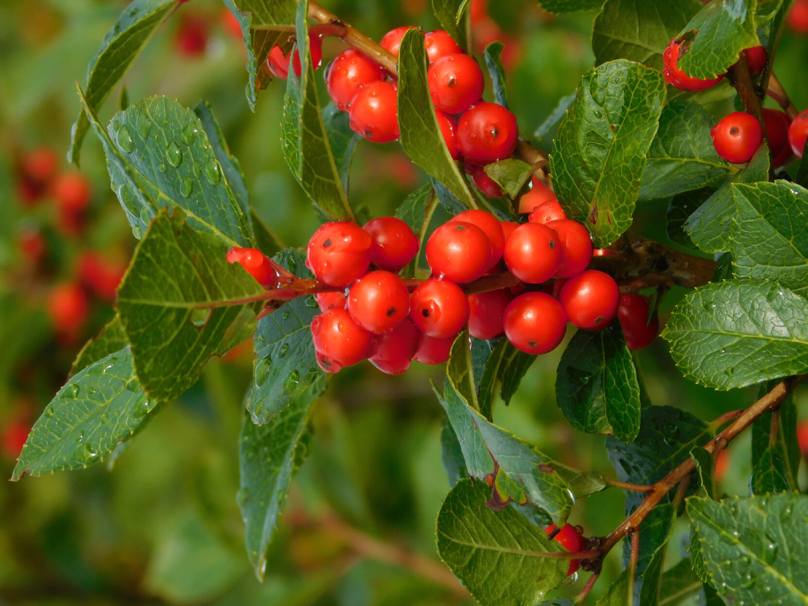 Thom Smith: What is this brilliant red berry bush?